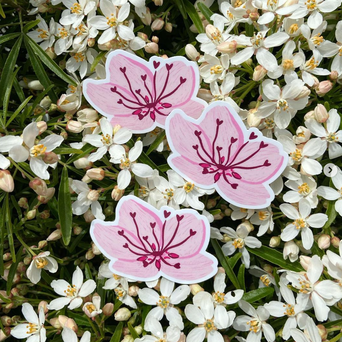cherry blossom sticker